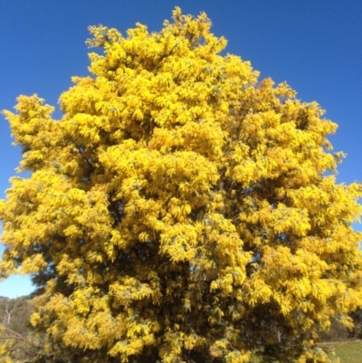 Acacia baileyana (Cootamundra Wattle, Golden Mimosa) at Bruce, ACT - 11 Aug 2016 by eCalaby