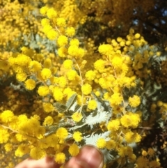 Acacia baileyana at Bruce, ACT - 11 Aug 2016