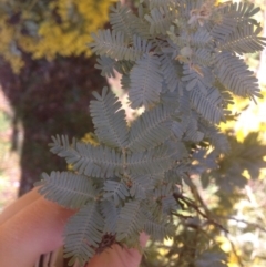 Acacia baileyana at Bruce, ACT - 11 Aug 2016