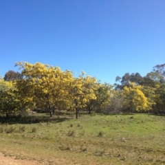 Acacia baileyana at Bruce, ACT - 11 Aug 2016