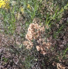 Cassinia quinquefaria (Rosemary Cassinia) at Bruce, ACT - 11 Aug 2016 by eCalaby