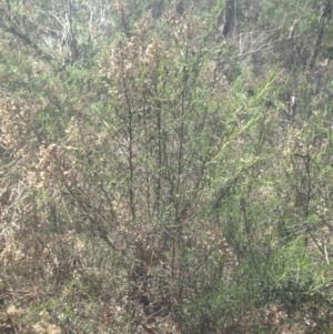 Cassinia quinquefaria at Bruce, ACT - 11 Aug 2016 01:21 PM
