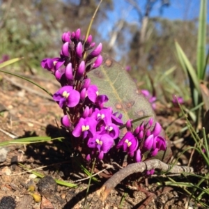 Hardenbergia violacea at Bruce, ACT - 11 Aug 2016