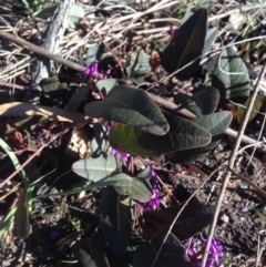 Hardenbergia violacea at Bruce, ACT - 11 Aug 2016 01:37 PM