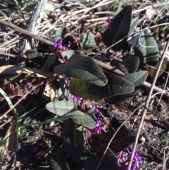 Hardenbergia violacea at Bruce, ACT - 11 Aug 2016
