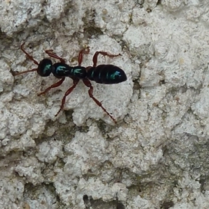 Diamma bicolor at Paddys River, ACT - 19 Mar 2011