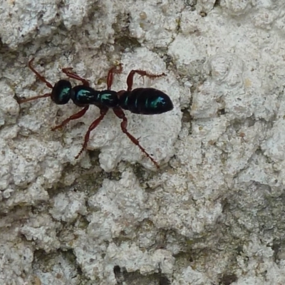 Diamma bicolor (Blue ant, Bluebottle ant) at Tidbinbilla Nature Reserve - 19 Mar 2011 by galah681