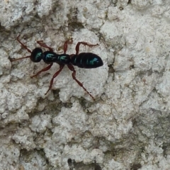 Diamma bicolor (Blue ant, Bluebottle ant) at Tidbinbilla Nature Reserve - 19 Mar 2011 by galah681