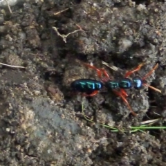 Diamma bicolor at Paddys River, ACT - 19 Mar 2011