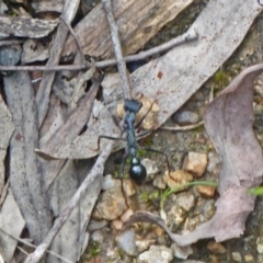 Myrmecia tarsata (Bull ant or Bulldog ant) at Paddys River, ACT - 18 Feb 2012 by galah681