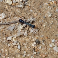 Myrmecia sp. (genus) at Paddys River, ACT - 18 Feb 2012