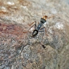 Myrmecia sp. (genus) (Bull ant or Jack Jumper) at Tidbinbilla Nature Reserve - 19 Mar 2011 by galah681