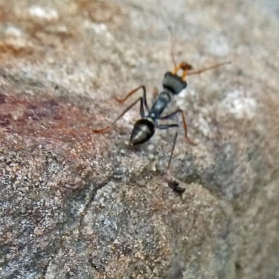 Myrmecia sp., pilosula-group (Jack jumper) at Paddys River, ACT - 19 Mar 2011 by galah681