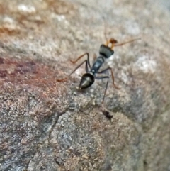 Myrmecia sp. (genus) (Bull ant or Jack Jumper) at Paddys River, ACT - 19 Mar 2011 by galah681
