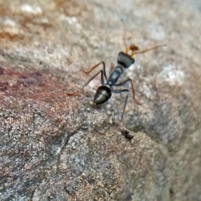 Myrmecia sp. (genus) (Bull ant or Jack Jumper) at Paddys River, ACT - 19 Mar 2011 by galah681