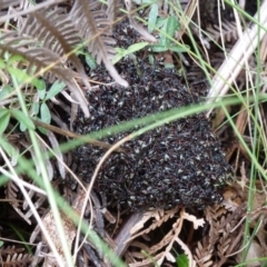 Dolichoderus doriae (Dolly ant) at Paddys River, ACT - 18 Feb 2012 by galah681