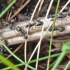 Dolichoderus doriae at Paddys River, ACT - 18 Feb 2012 12:19 PM