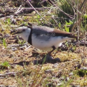 Epthianura albifrons at Uriarra Village, ACT - 11 Aug 2016 11:03 AM