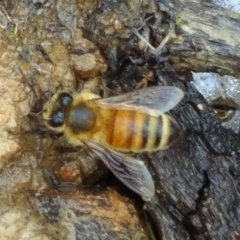 Apis mellifera (European honey bee) at Molonglo Valley, ACT - 25 Feb 2015 by galah681