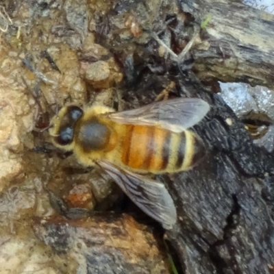 Apis mellifera (European honey bee) at Molonglo Valley, ACT - 26 Feb 2015 by galah681