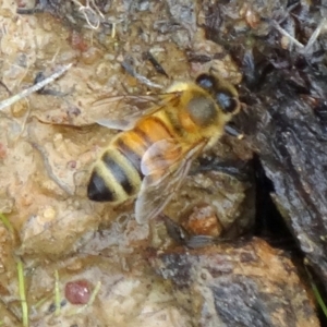 Apis mellifera at Molonglo Valley, ACT - 26 Feb 2015