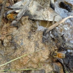 Apis mellifera at Molonglo Valley, ACT - 26 Feb 2015