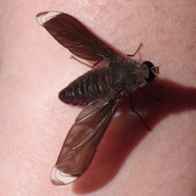 Comptosia stria (A bee fly) at Canberra Central, ACT - 25 Oct 2013 by galah681