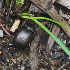 Adelium pustulosum (Darkling beetle) at Paddys River, ACT - 18 Feb 2012 by galah681