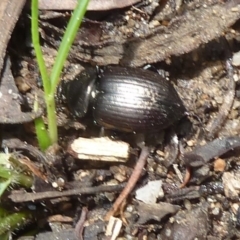 Adelium pustulosum at Paddys River, ACT - 18 Feb 2012 12:46 PM