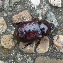 Dasygnathus sp. (genus) (Rhinoceros beetle) at Isaacs, ACT - 24 Feb 2011 by galah681