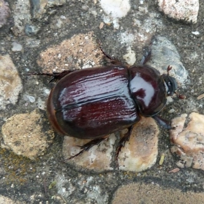 Dasygnathus sp. (Rhinoceros beetle) at Isaacs, ACT - 24 Feb 2011 by galah681