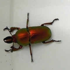 Lamprima aurata (Golden stag beetle) at Isaacs, ACT - 23 Nov 2007 by galah681