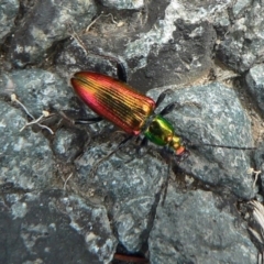 Lepturidea viridis (Green comb-clawed beetle) at Paddys River, ACT - 6 Feb 2010 by galah681