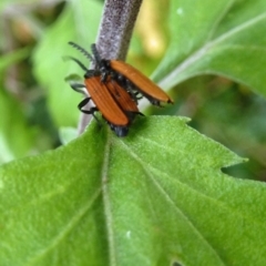 Porrostoma sp. (genus) (Lycid, Net-winged beetle) at Isaacs, ACT - 26 Dec 2010 by galah681