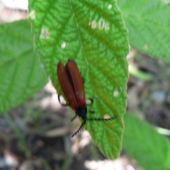 Porrostoma sp. (genus) (Lycid, Net-winged beetle) at Tidbinbilla Nature Reserve - 19 Jan 2010 by galah681