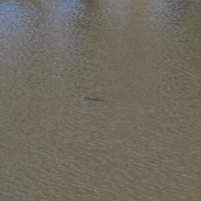 Ornithorhynchus anatinus (Platypus) at Molonglo River Reserve - 29 Oct 2015 by RichardMilner