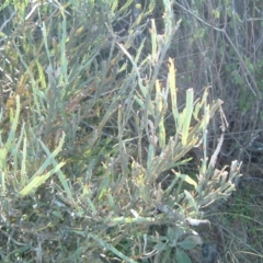 Bossiaea grayi (Murrumbidgee Bossiaea) at Stromlo, ACT - 7 Oct 1916 by julielindner