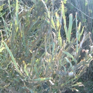 Bossiaea grayi at Stromlo, ACT - 8 Oct 1916