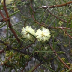 Acacia ulicifolia (Prickly Moses) at Mount Ainslie - 11 Aug 2016 by SilkeSma