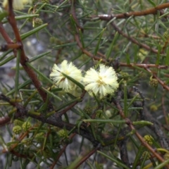 Acacia ulicifolia (Prickly Moses) at Majura, ACT - 12 Aug 2016 by SilkeSma