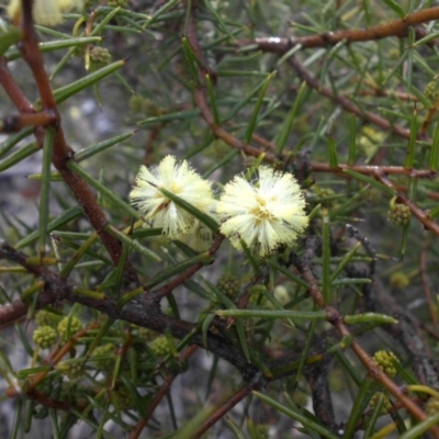 Acacia ulicifolia (Prickly Moses) at Majura, ACT - 12 Aug 2016 by SilkeSma
