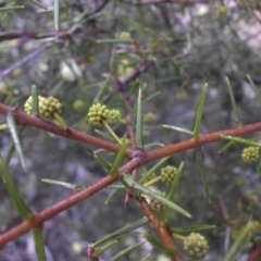 Acacia ulicifolia at Majura, ACT - 12 Aug 2016 09:16 AM