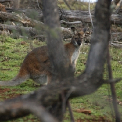 Notamacropus rufogriseus (Red-necked Wallaby) at Red Hill Nature Reserve - 10 Aug 2016 by roymcd