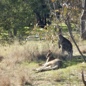 Macropus giganteus at Gowrie, ACT - 5 Aug 2016 02:16 PM