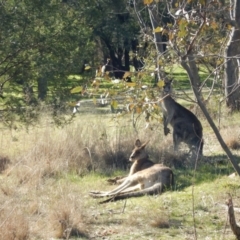 Macropus giganteus (Eastern Grey Kangaroo) at Gowrie, ACT - 5 Aug 2016 by MichaelMulvaney