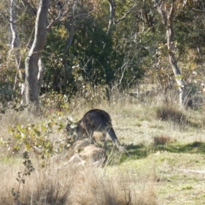 Macropus giganteus at Gowrie, ACT - 5 Aug 2016 02:16 PM