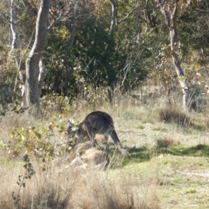 Macropus giganteus at Gowrie, ACT - 5 Aug 2016