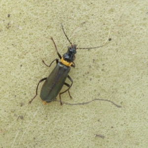 Chauliognathus lugubris at Paddys River, ACT - 19 Mar 2011