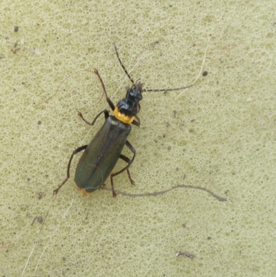 Chauliognathus lugubris (Plague Soldier Beetle) at Paddys River, ACT - 19 Mar 2011 by galah681