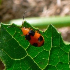 Aulacophora hilaris (Pumpkin Beetle) at Isaacs, ACT - 19 Dec 2008 by galah681